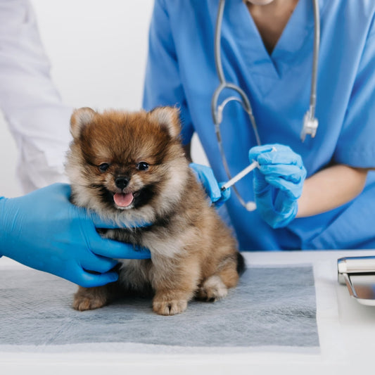 Ozonioterapia em Animais: Benefícios e Aplicações na Saúde dos Pets